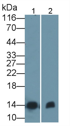 14871