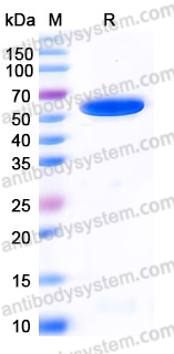 YHE59702, SDS-PAGE