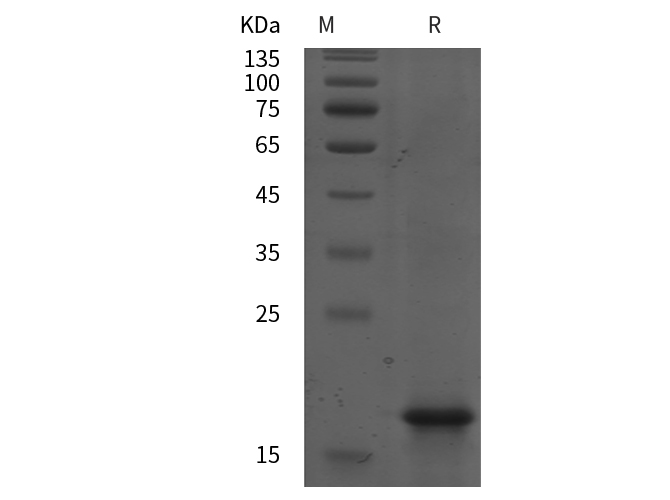 Валидация Elabscience PDEH101007(412)
