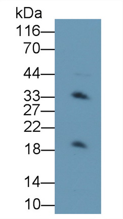 3776