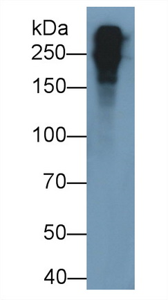26856