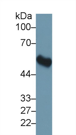 10271