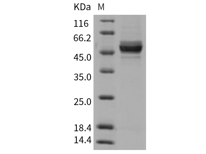Валидация Elabscience PKSR030414(5748)