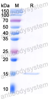 Валидация SDS-PAGE - AntibodySystem RWK80701