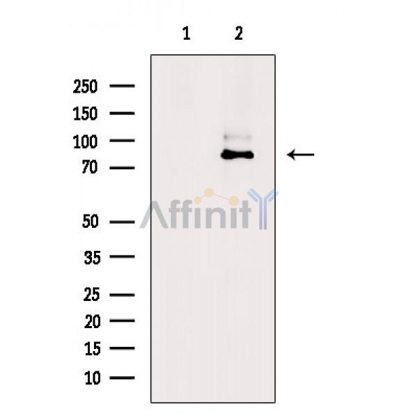 Валидация Affinity AF6583 - 3887