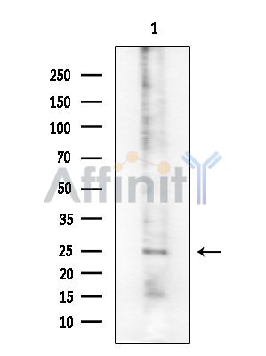 Валидация Affinity DF8735 - 20753