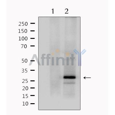 Валидация Affinity DF7294 - 18974