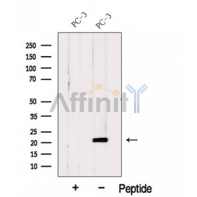 Валидация Affinity DF12634 - 7274
