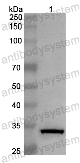 Валидация AntibodySystem PHB34301