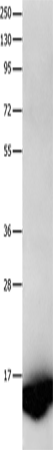 Валидация Elabscience E-AB-14076