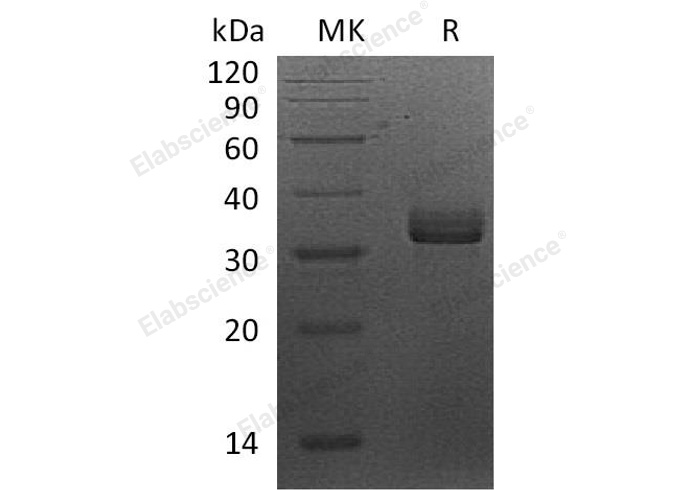 Валидация Elabscience PKSH033093(3458)