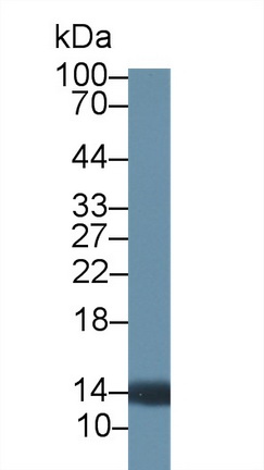 12509