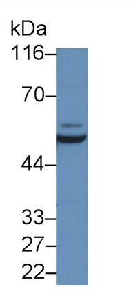 48968