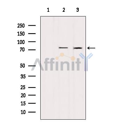 Валидация Affinity AF6346 - 3629