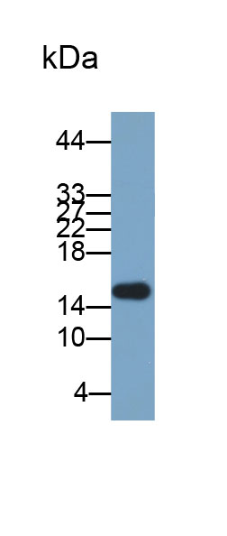 33121