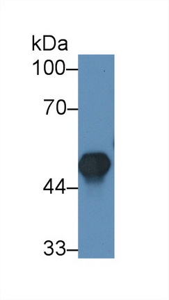 14905