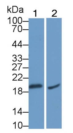 41134