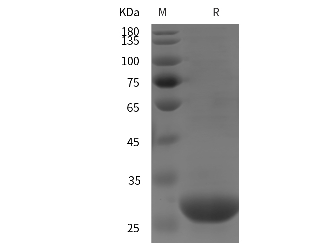 Валидация Elabscience PDEH100786(228)