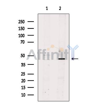 Валидация Affinity DF7248 - 18903