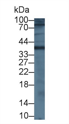 12758