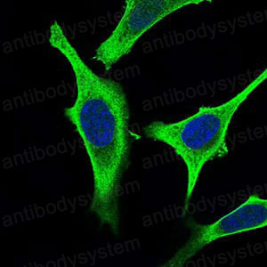 Валидация IF - AntibodySystem RHB34504