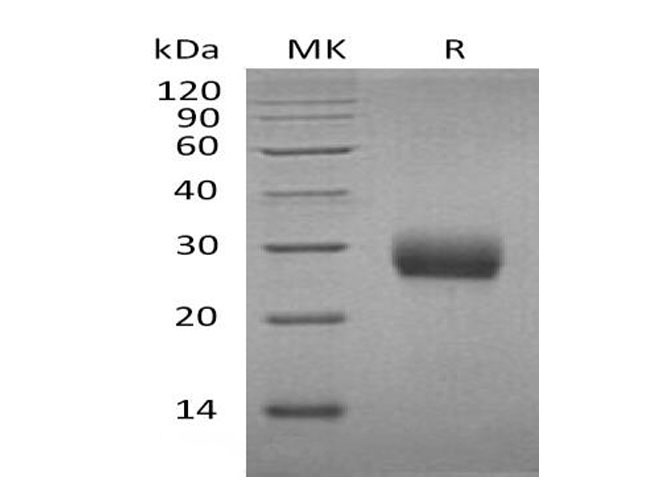 Валидация Elabscience PKSM041130(5046)