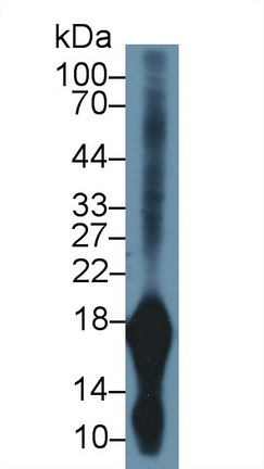 10276