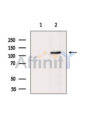 Валидация Affinity DF13994 - 9748