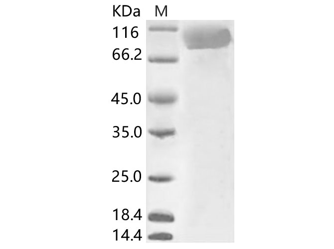 Валидация Elabscience PKSV030116(5893)