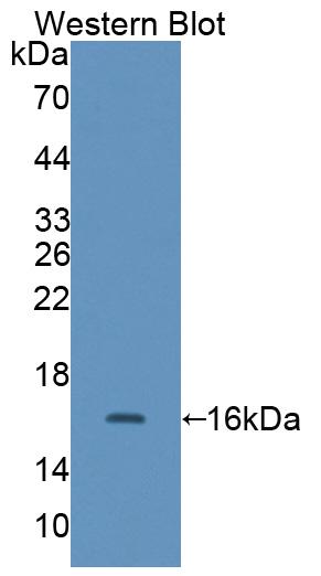 52721