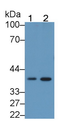 20622