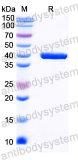 Валидация SDS-PAGE - AntibodySystem RXX07701