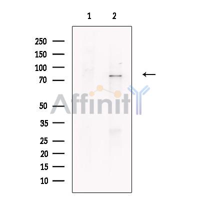 Валидация Affinity DF13383 - 8637