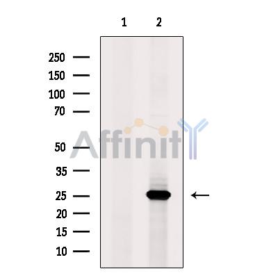 Валидация Affinity DF7562 - 19316