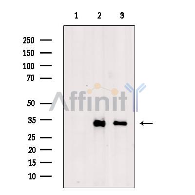 Валидация Affinity DF13605 - 9102