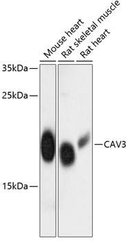 Валидация Elabscience E-AB-64321