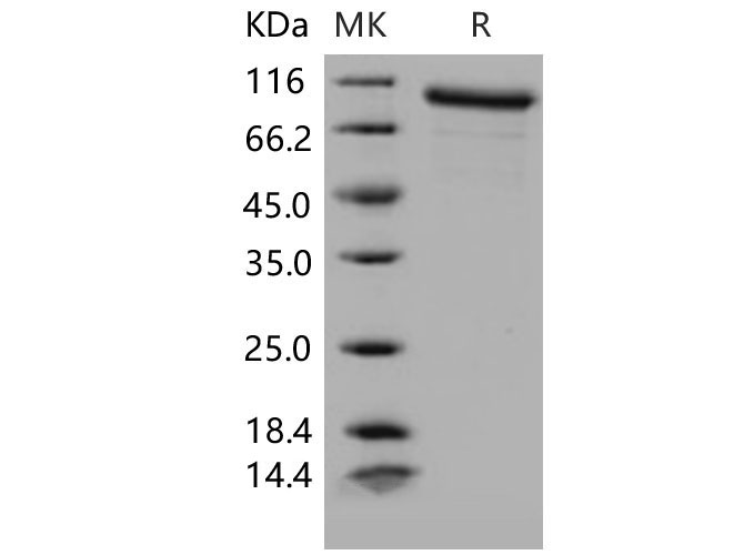 Валидация Elabscience PKSM040614(4600)