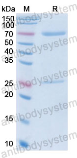 Валидация SDS-PAGE - AntibodySystem DHE14002