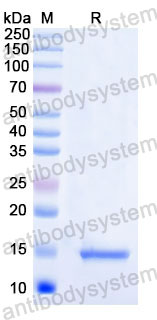Валидация SDS-PAGE - AntibodySystem RHD48802