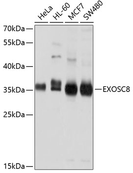 Валидация Elabscience E-AB-63793