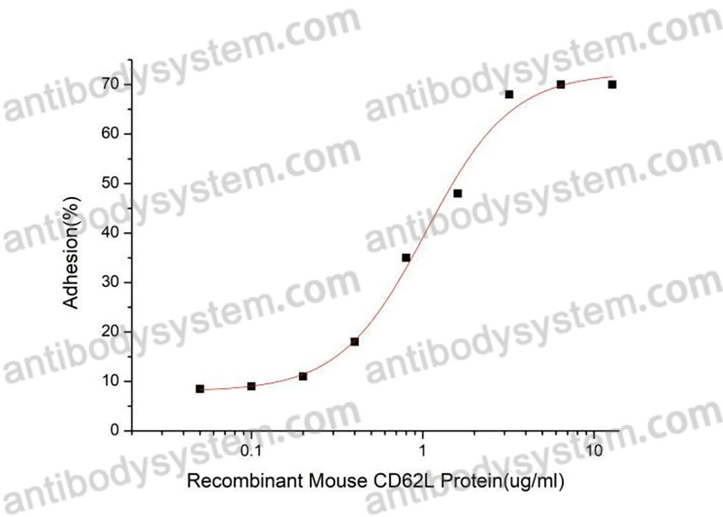 Валидация активности AntibodySystem AMD03301
