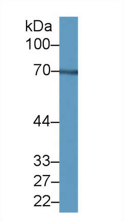 14440