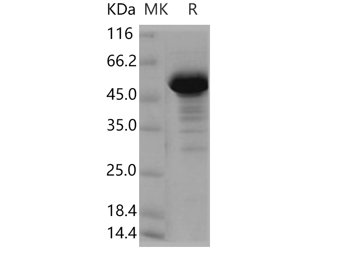 Валидация Elabscience PKSH030589(1488)