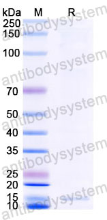 Валидация SDS-PAGE - AntibodySystem RXX00909