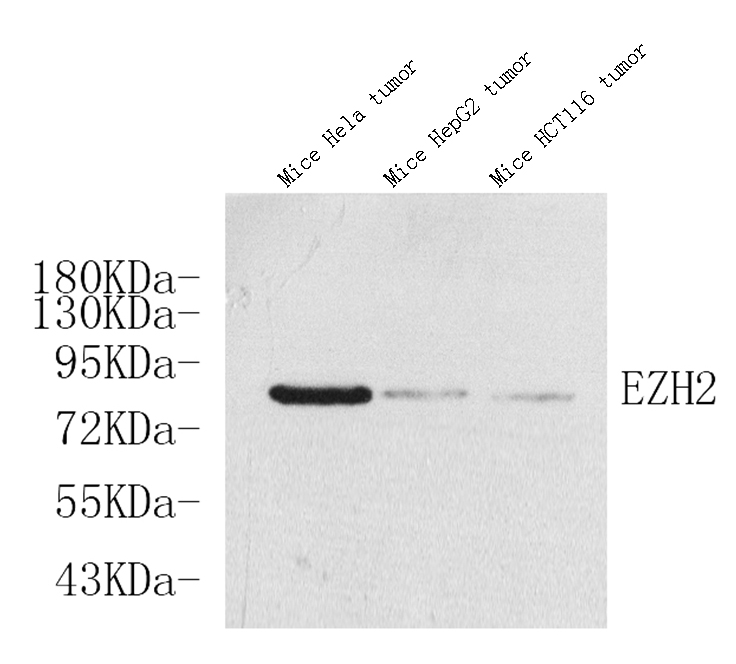 Валидация Elabscience E-AB-70131