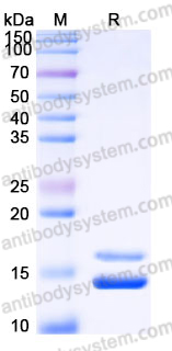 EHH73901, SDS-PAGE