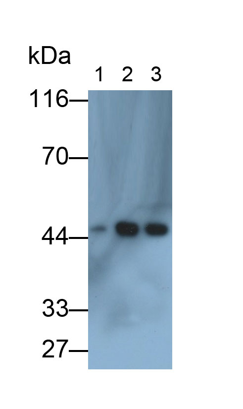32564