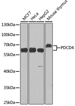 Валидация Elabscience E-AB-60740
