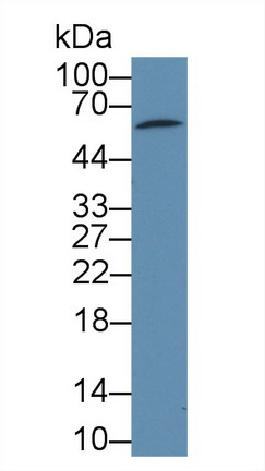 8968