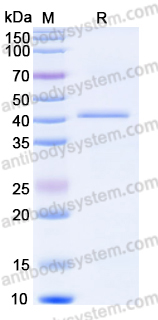 YHN58101, SDS-PAGE